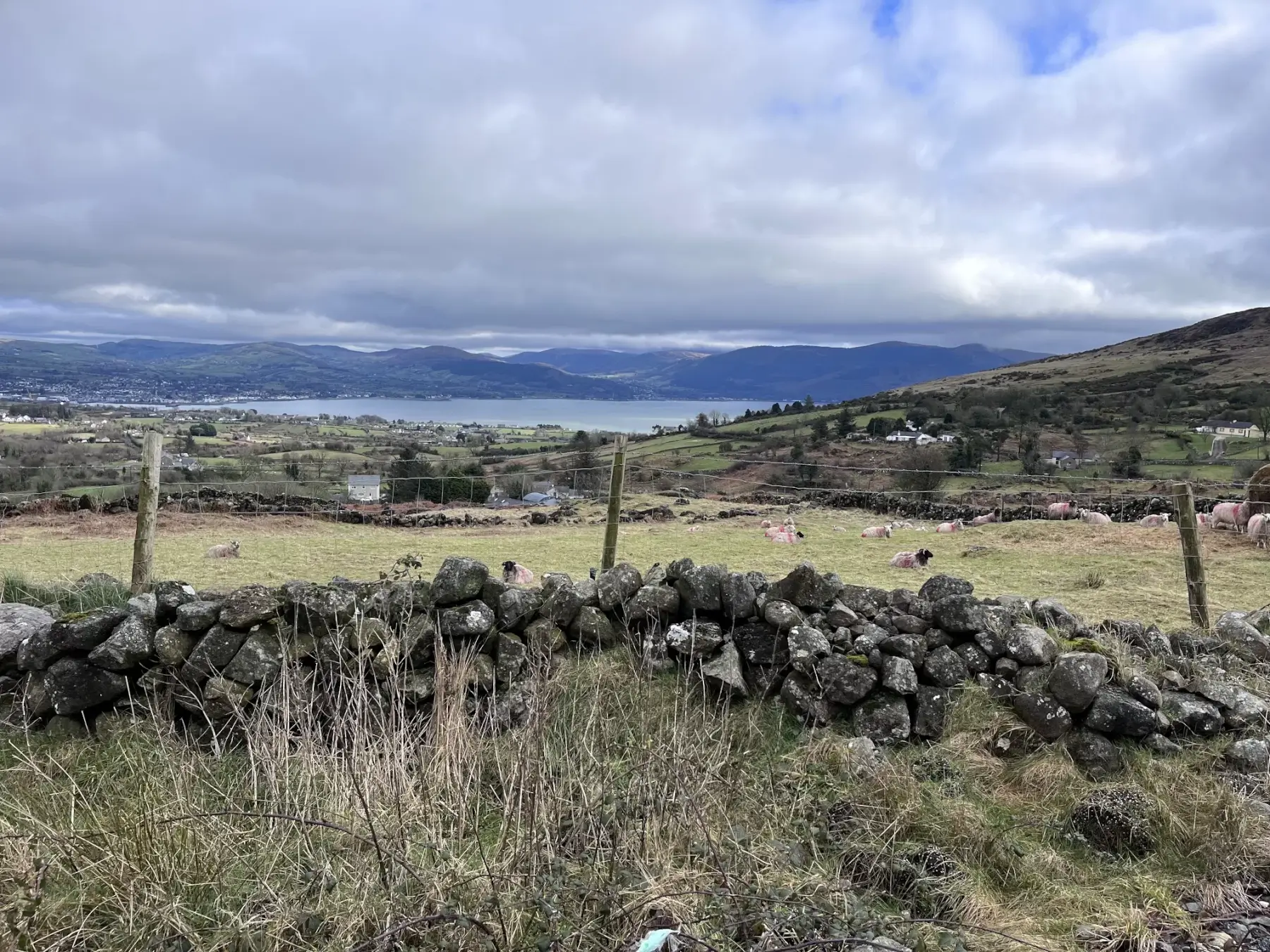 Image of Omeath Co. Louth - a traditional stone wall and field with sheep with mountains and see in the background.