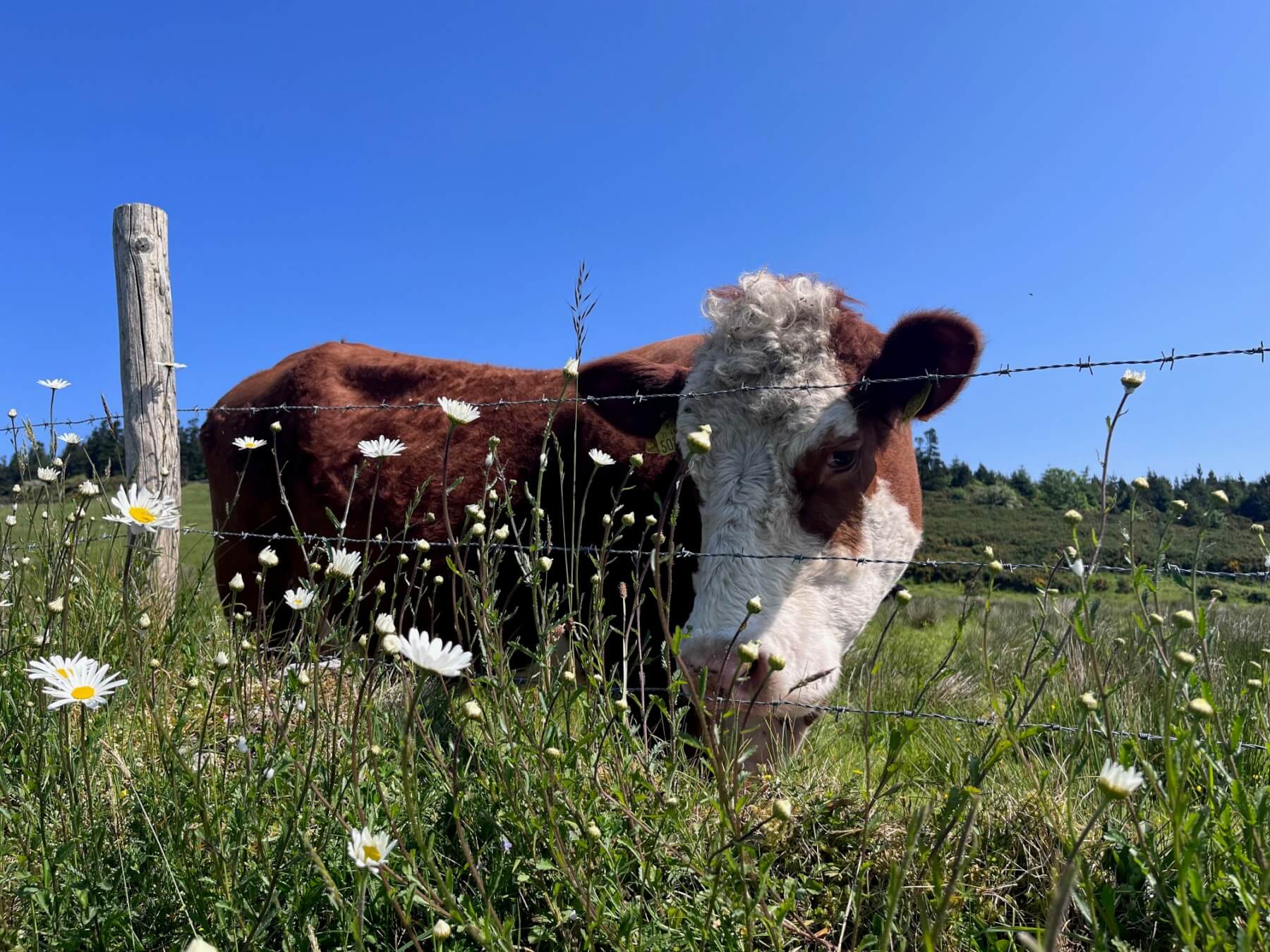 Cow behind a fence with daisys in front