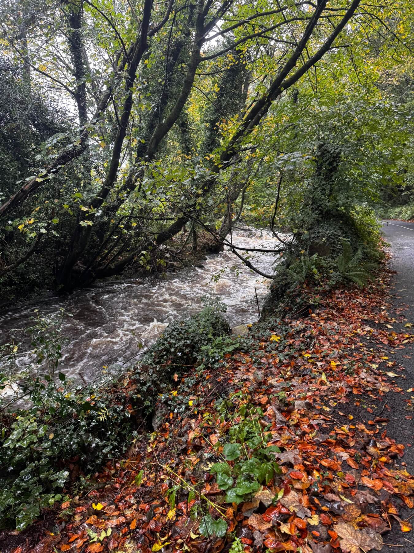 Calls for urgent repairs to damaged wall on Deerpark Road following heavy rain – McGreehan